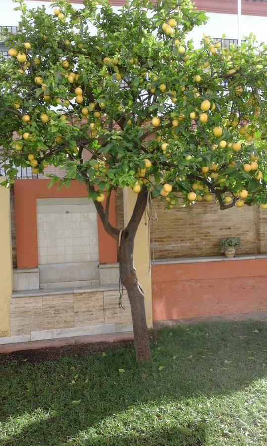 Lemon Garden Sevilla